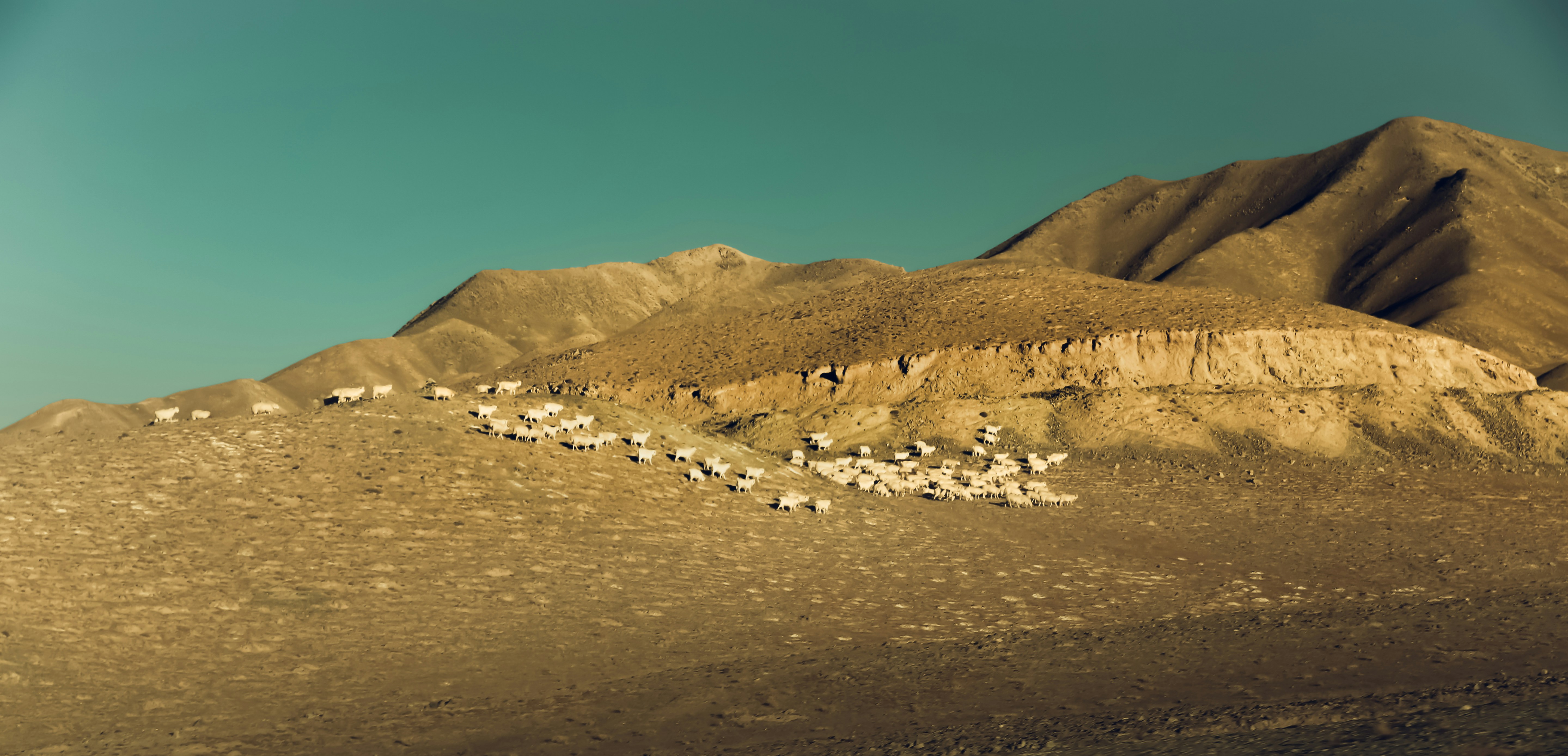 a flock of sheep standing on top of a mountain