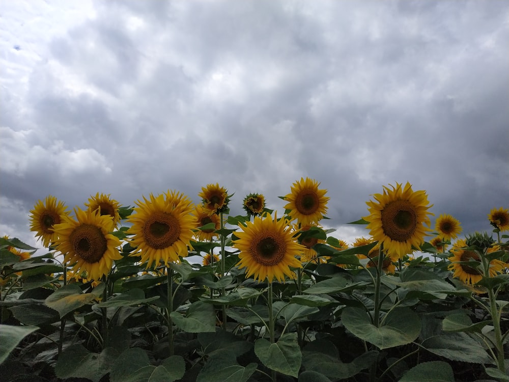 a field of sunflowers under a cloudy sky