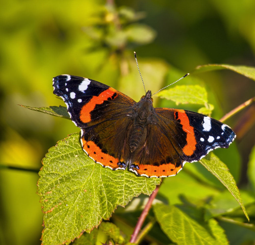 a close up of a butterfly on a leaf