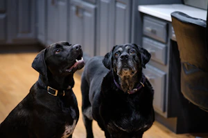 a couple of labradors standing on top of a hard wood floor