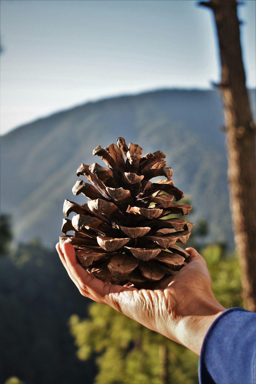 a person holding a pine cone in their hand