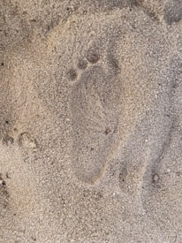A close-up of footprints in the soft earth, hinting at Sasquatch's presence.