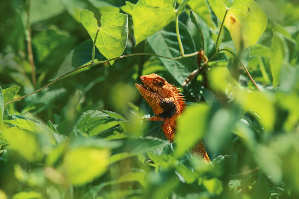 a small orange and black animal sitting on top of a lush green field