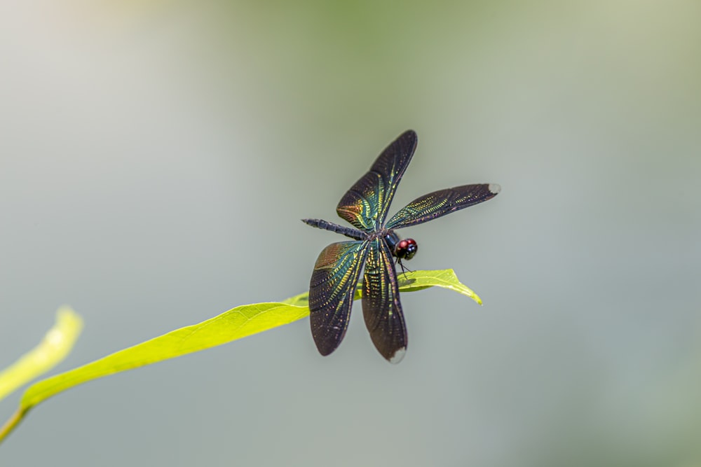a dragonfly sitting on top of a green leaf