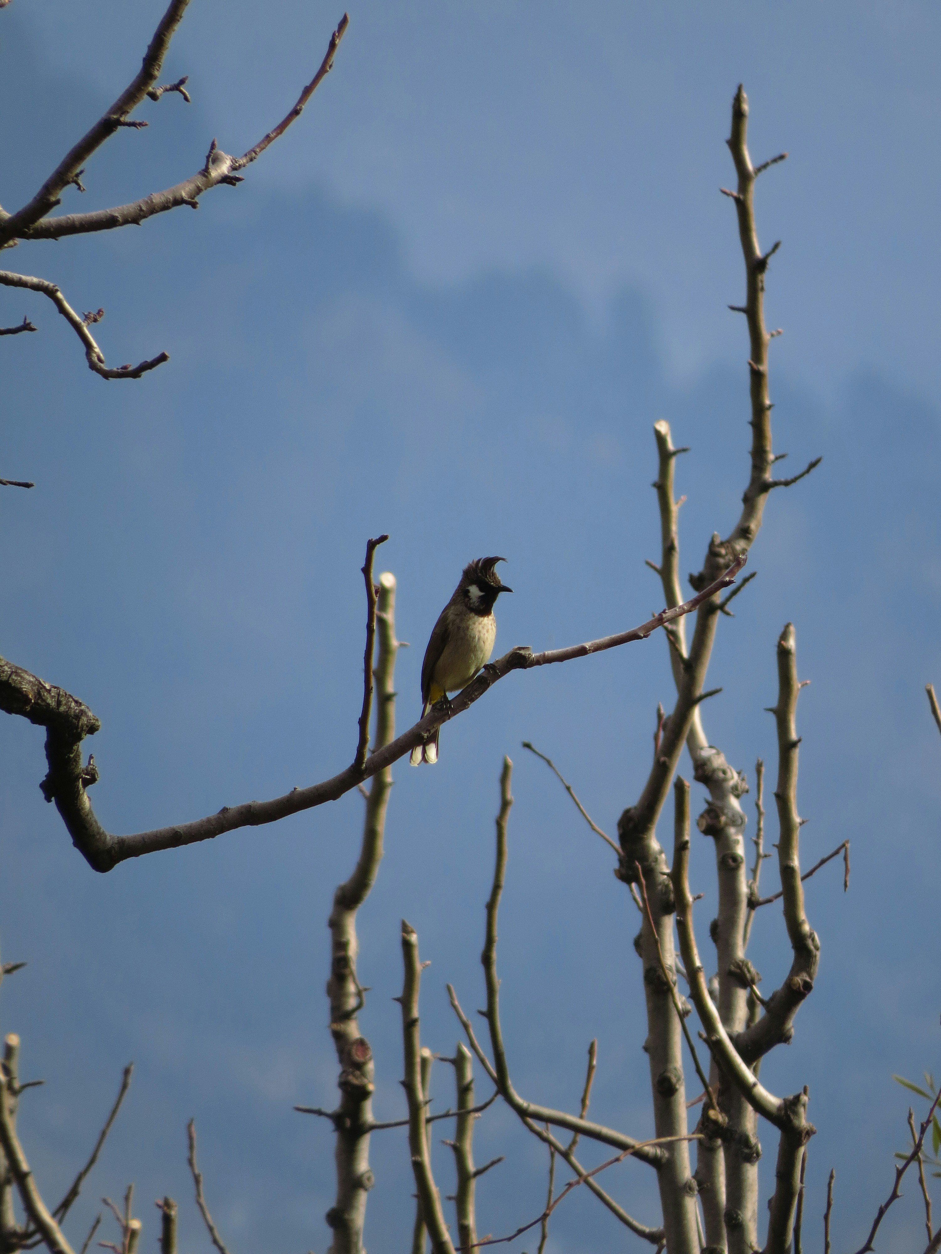 Photo by raghavkalia