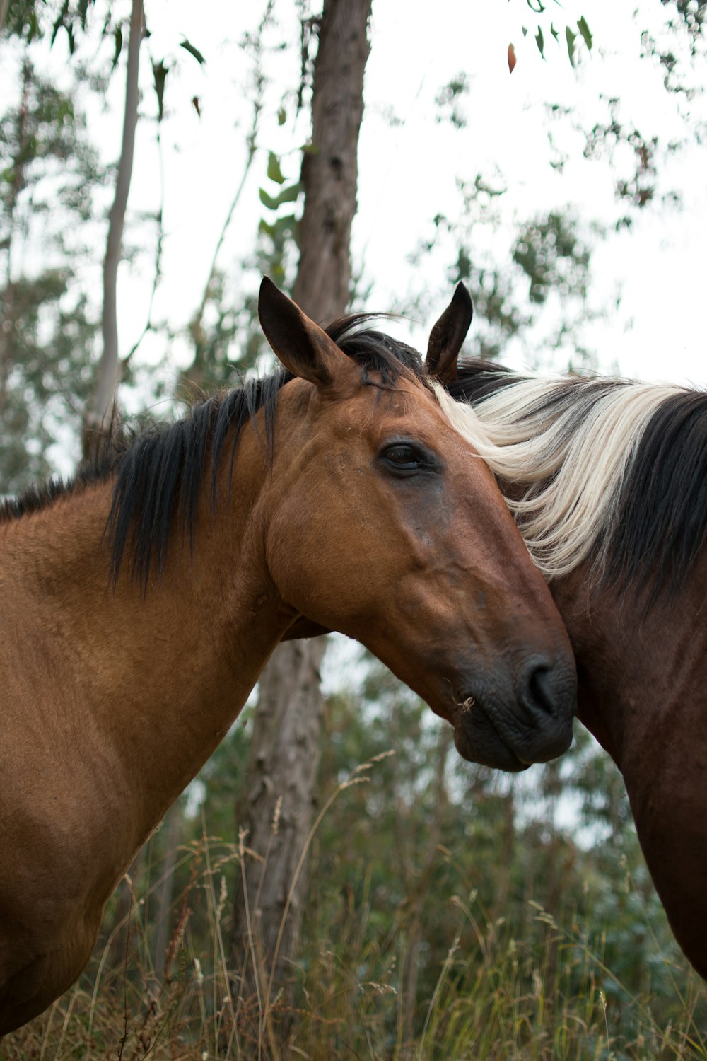 un couple de chevaux debout l’un à côté de l’autre