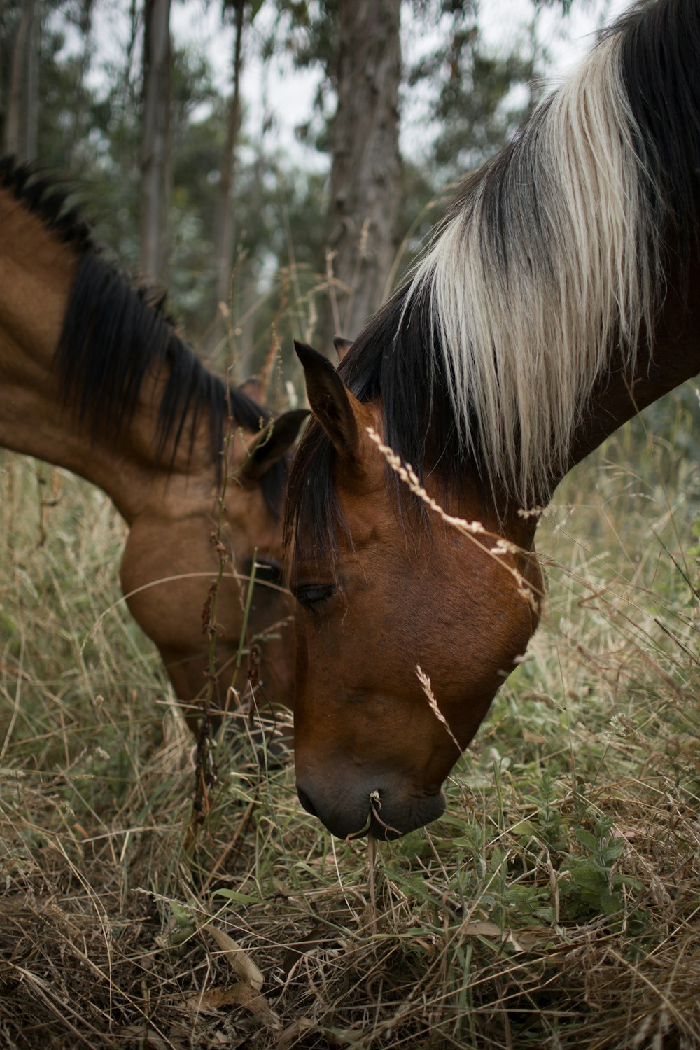 un cheval brun debout à côté d’un cheval brun et blanc