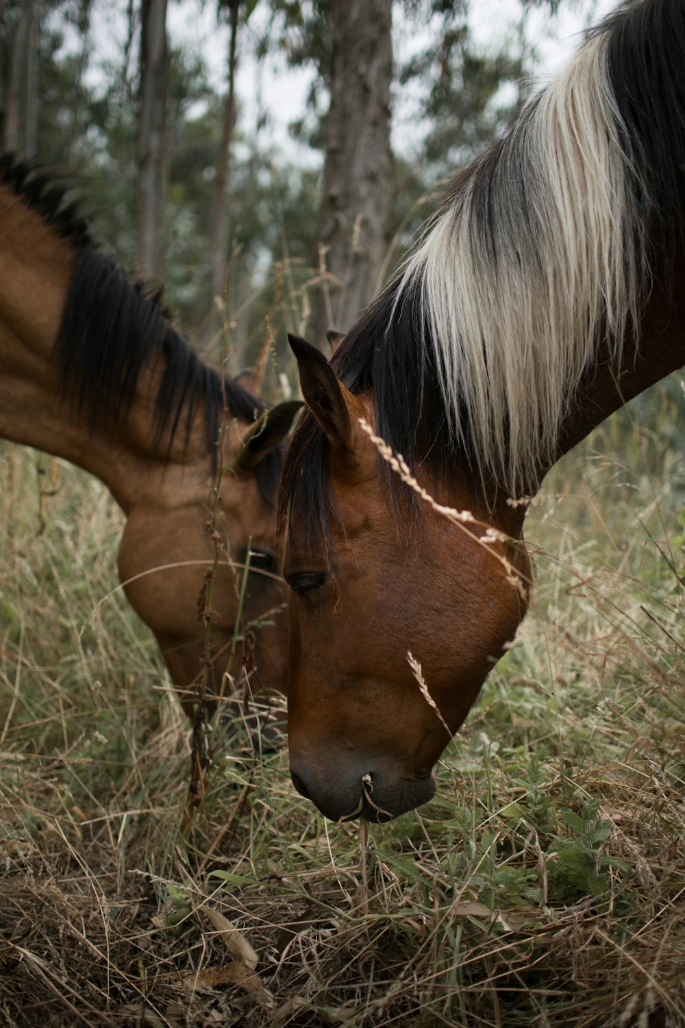 a brown horse standing next to a brown and white horse