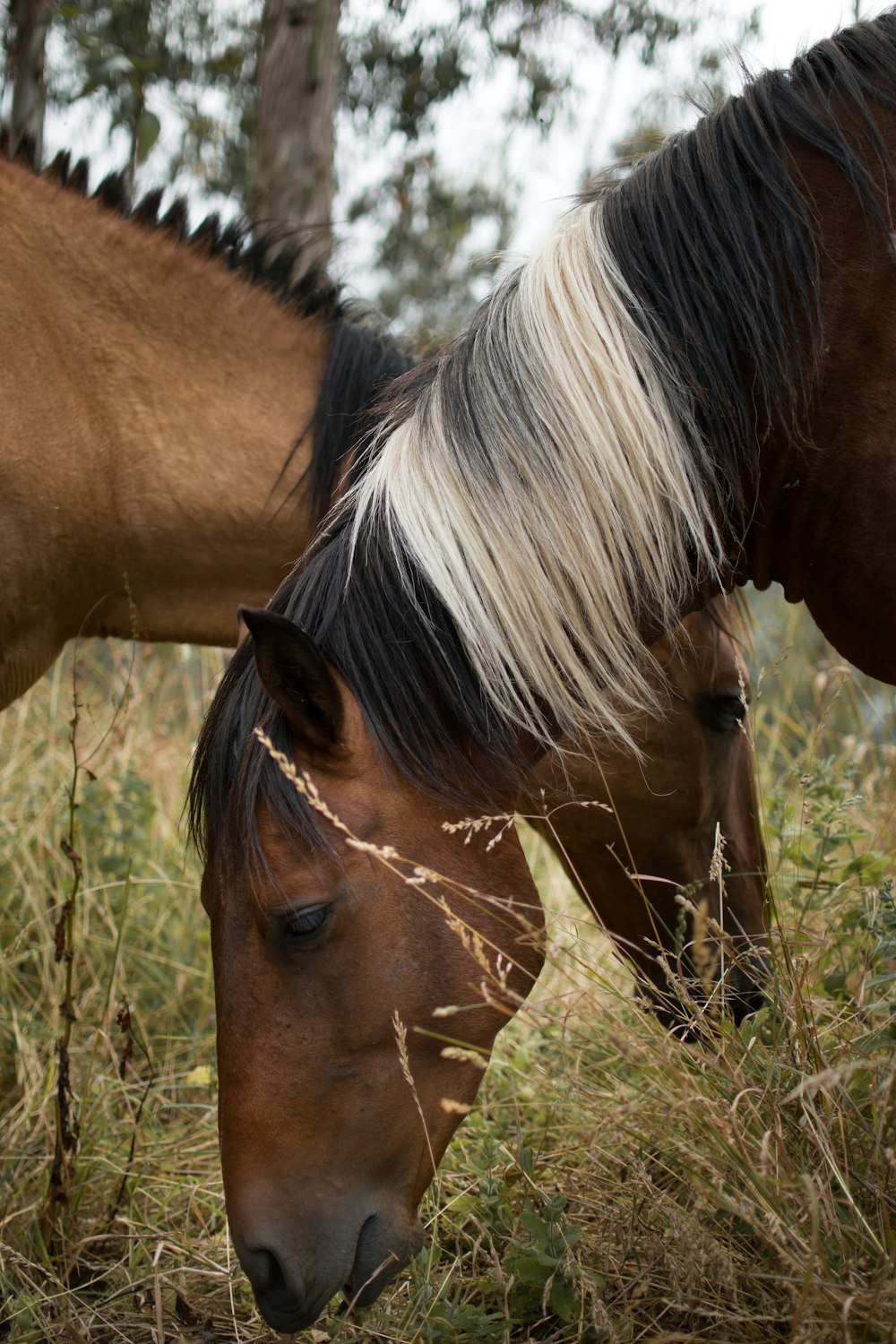 a couple of brown horses standing next to each other