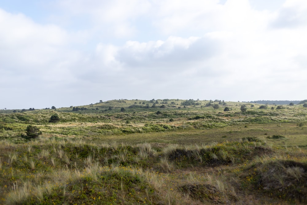 a grassy field with a hill in the background