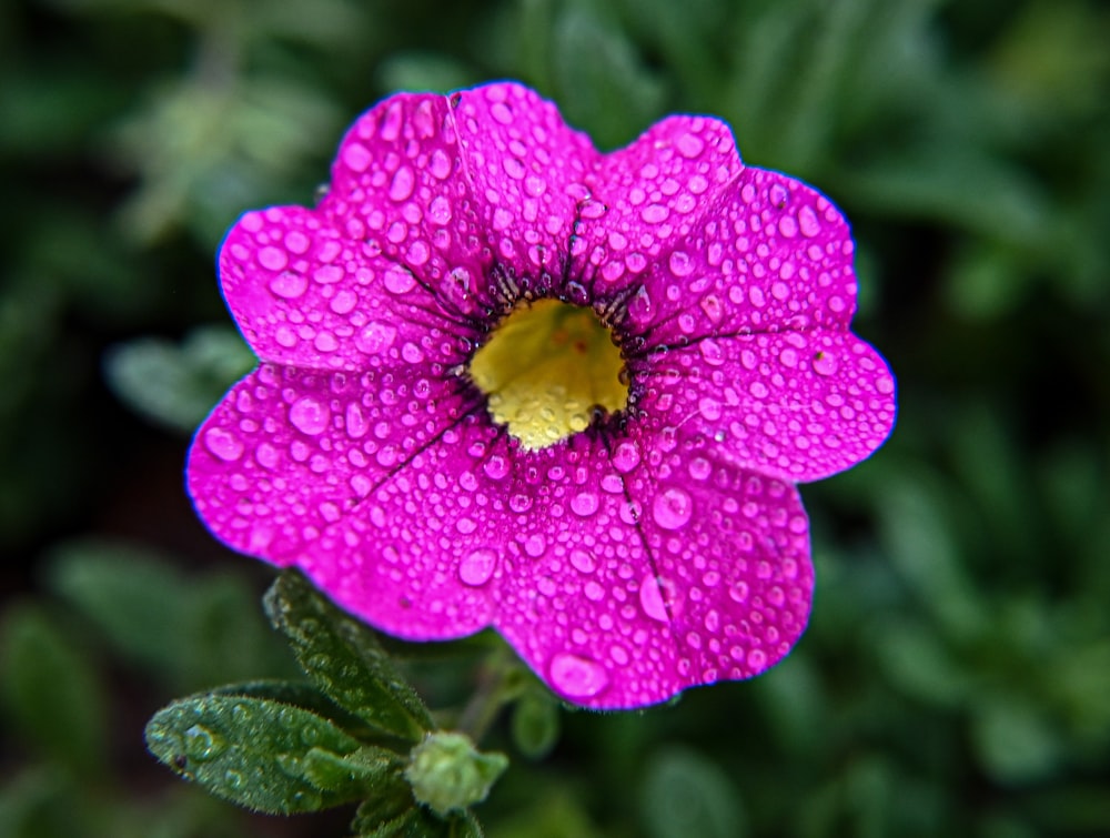 a purple flower with water droplets on it