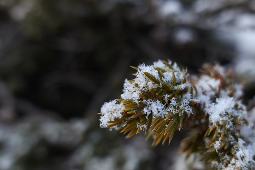 a close up of a tree with snow on it