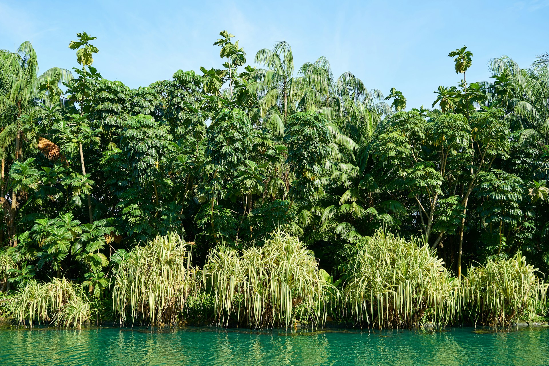 a body of water surrounded by lots of trees