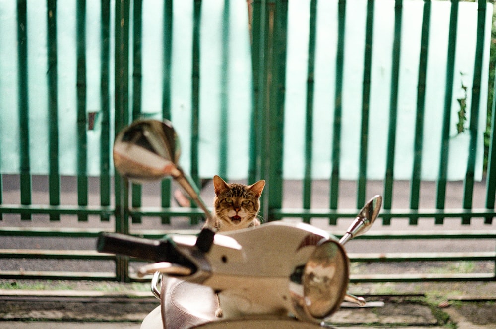 a cat sitting on top of a motor scooter