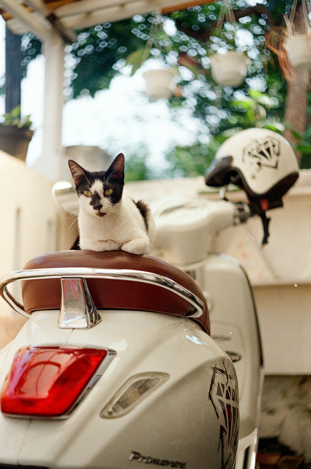 a cat sitting on the back of a motorcycle