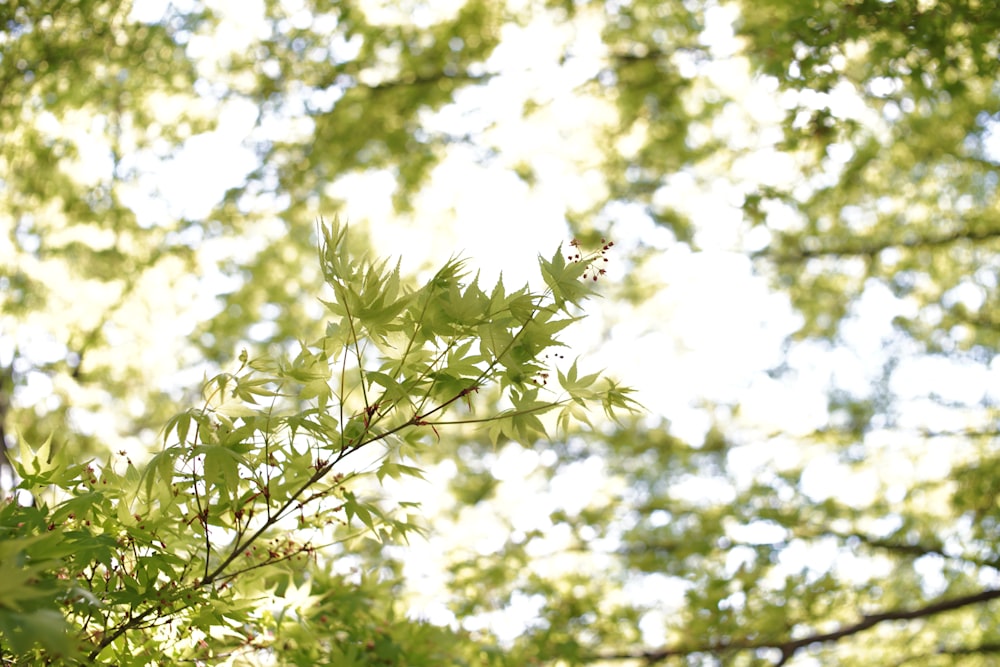 the leaves of a tree in the sunlight