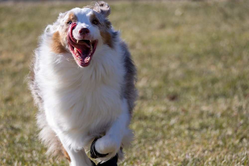 a dog running in a field with its mouth open