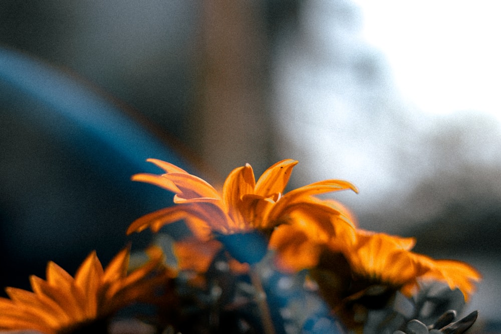 a close up of a bunch of sunflowers