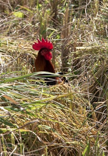 A rooster with vibrant red feathers on its head stands amidst dry, golden stalks of rice in a field. The surrounding grass creates a natural, rustic environment highlighting the contrast between the rooster's vivid colors and the muted tones of the field.