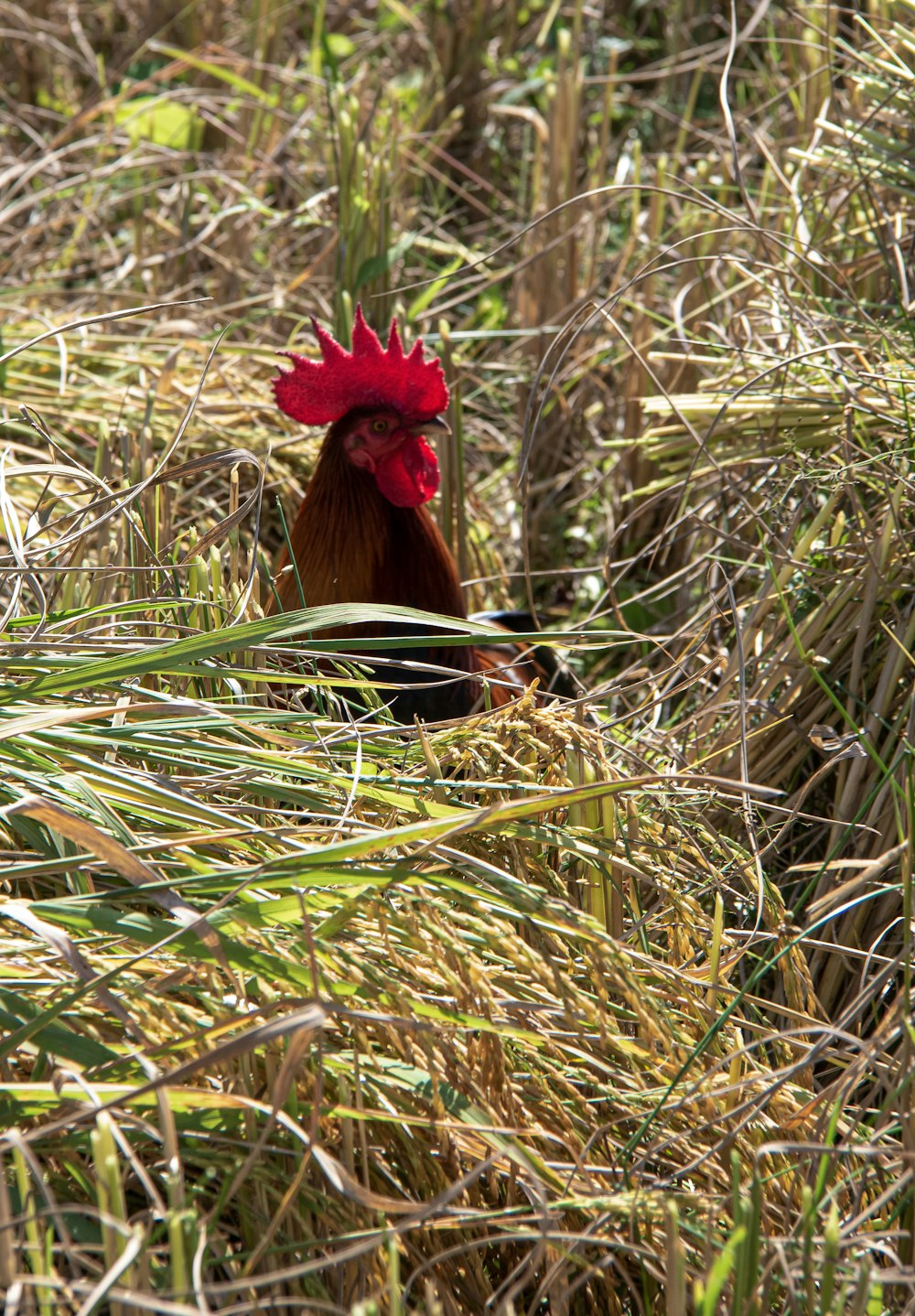 a rooster in a field of tall grass