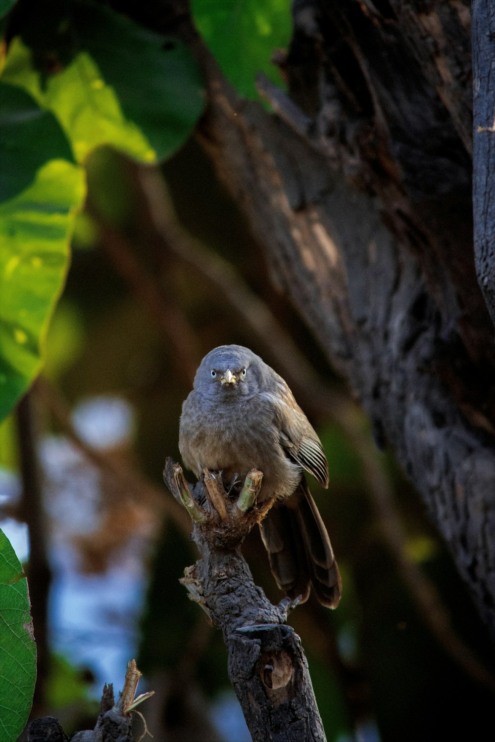 a bird perched on a branch in a tree