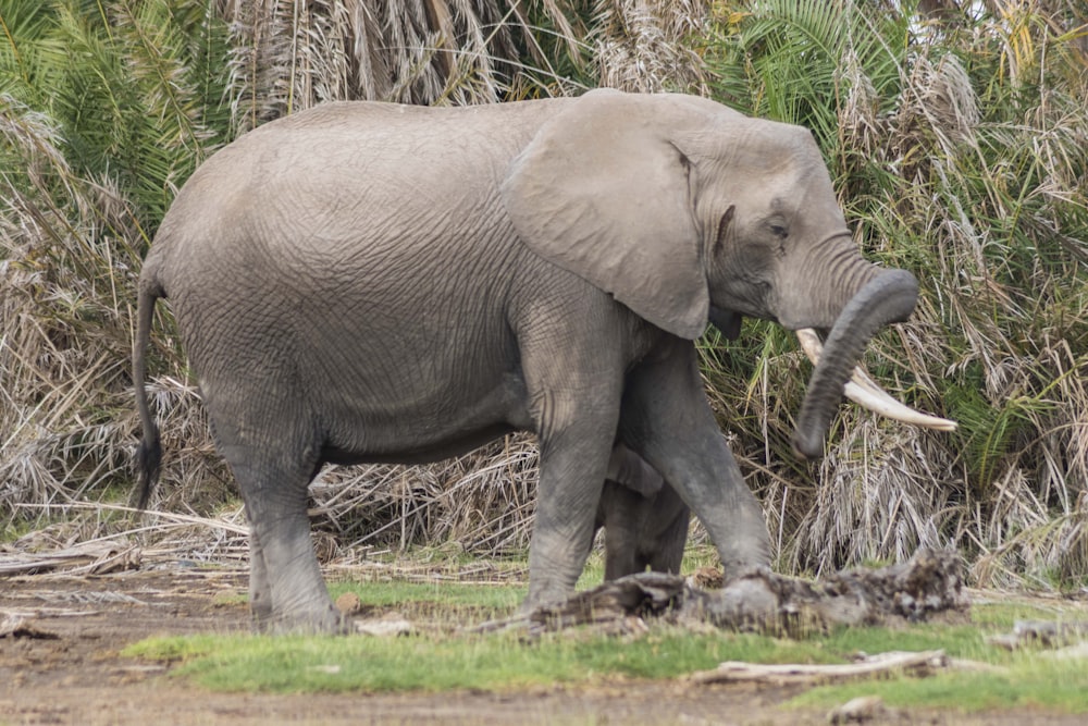 Un elefante sta camminando attraverso una zona erbosa