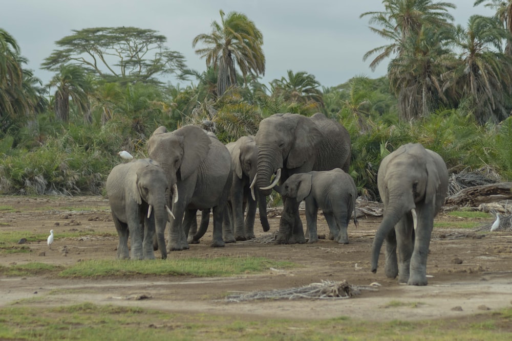 a herd of elephants walking across a dirt field