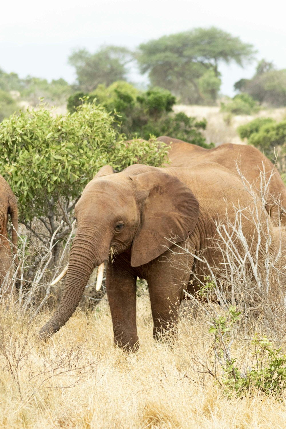 a couple of elephants walking through a dry grass field