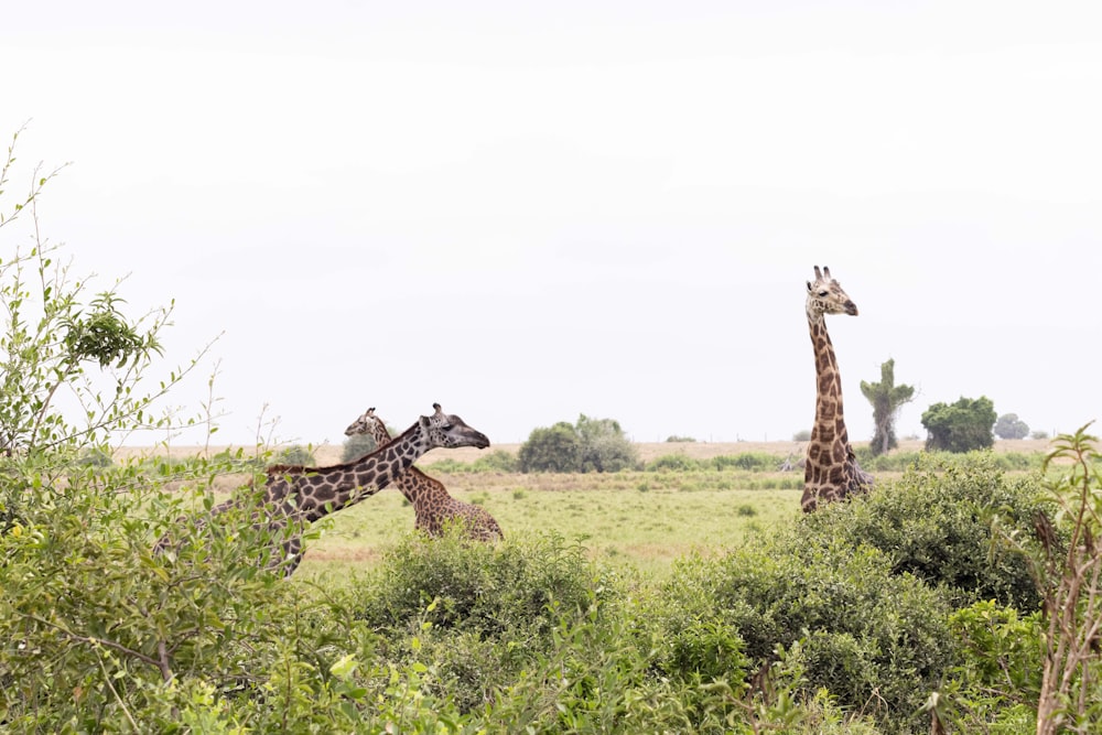 um grupo de girafas caminhando através de um campo gramado