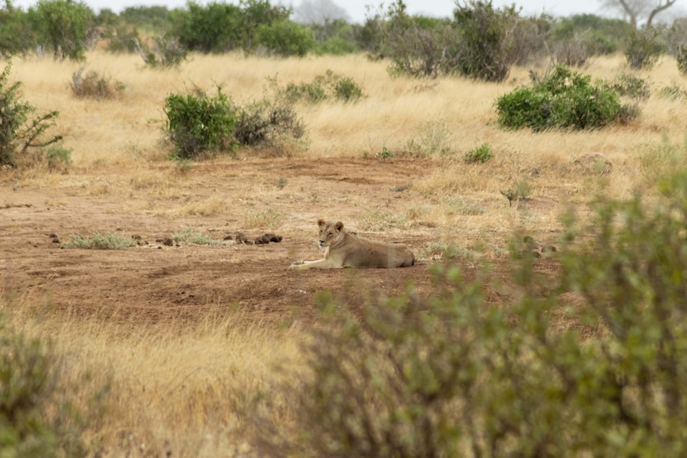 a lion laying in the middle of a field