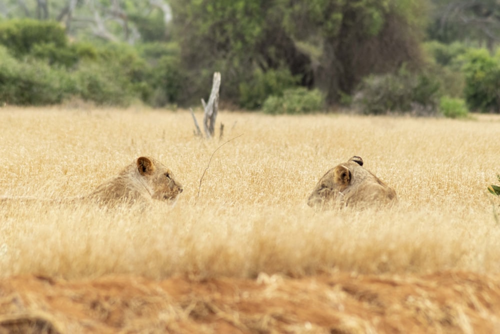 a couple of lions sitting in the middle of a field