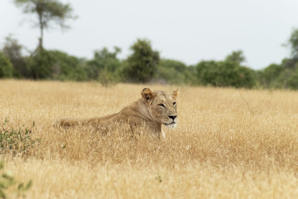 a lion laying in a field of tall grass