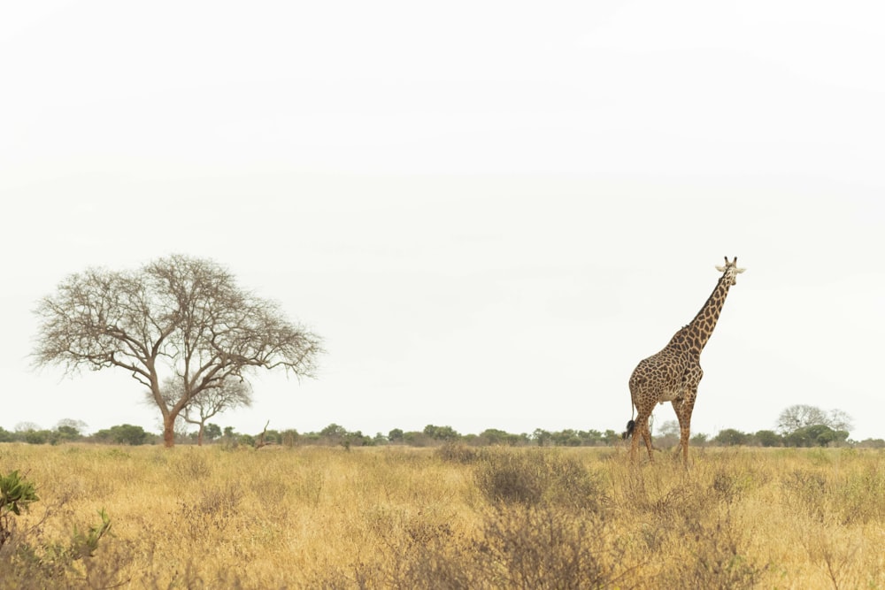 a giraffe standing in the middle of a field