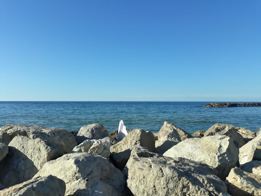 Ein weißer Vogel sitzt auf einem Steinhaufen