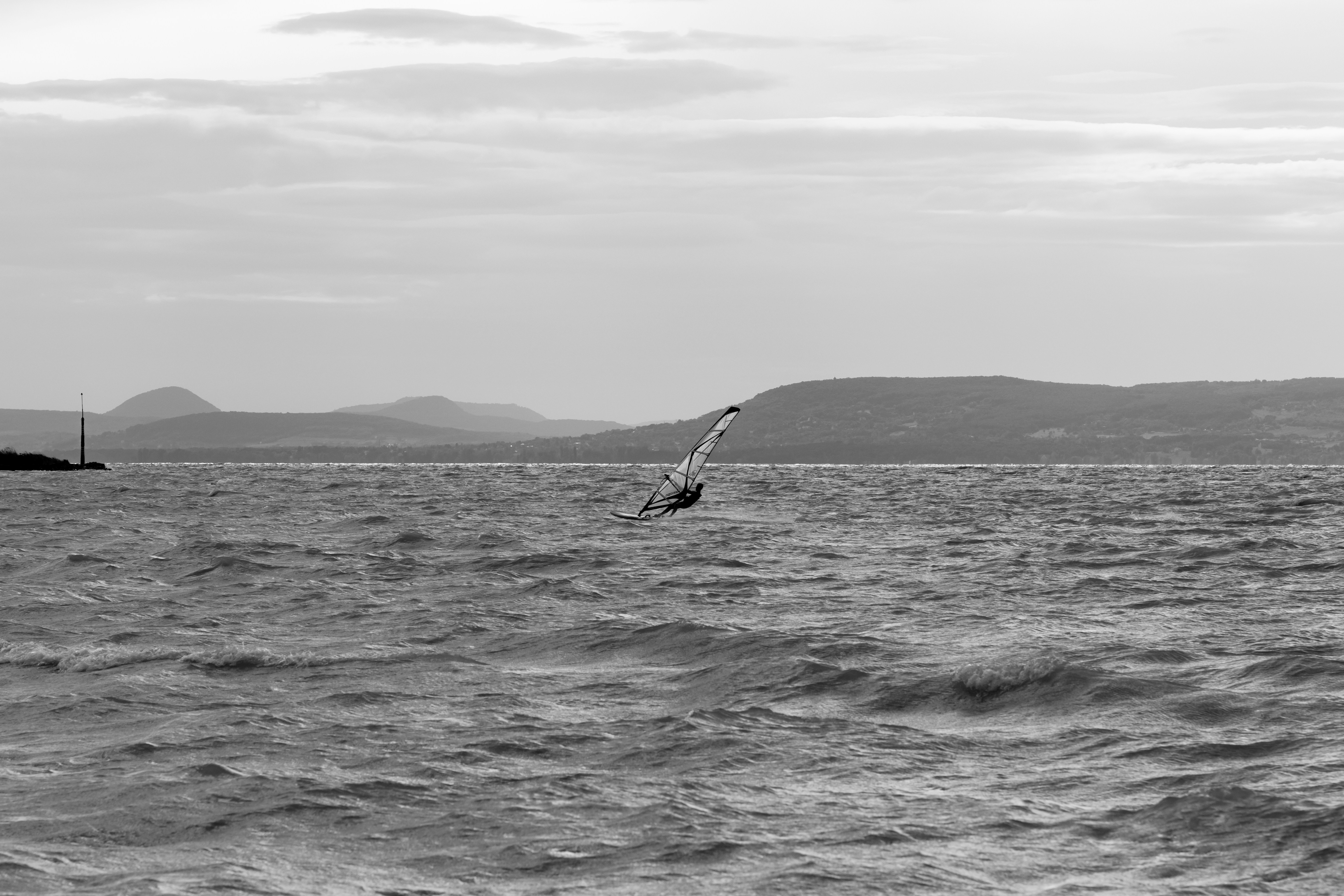 A bird in flight over sparkling water, symbolizing local wildlife