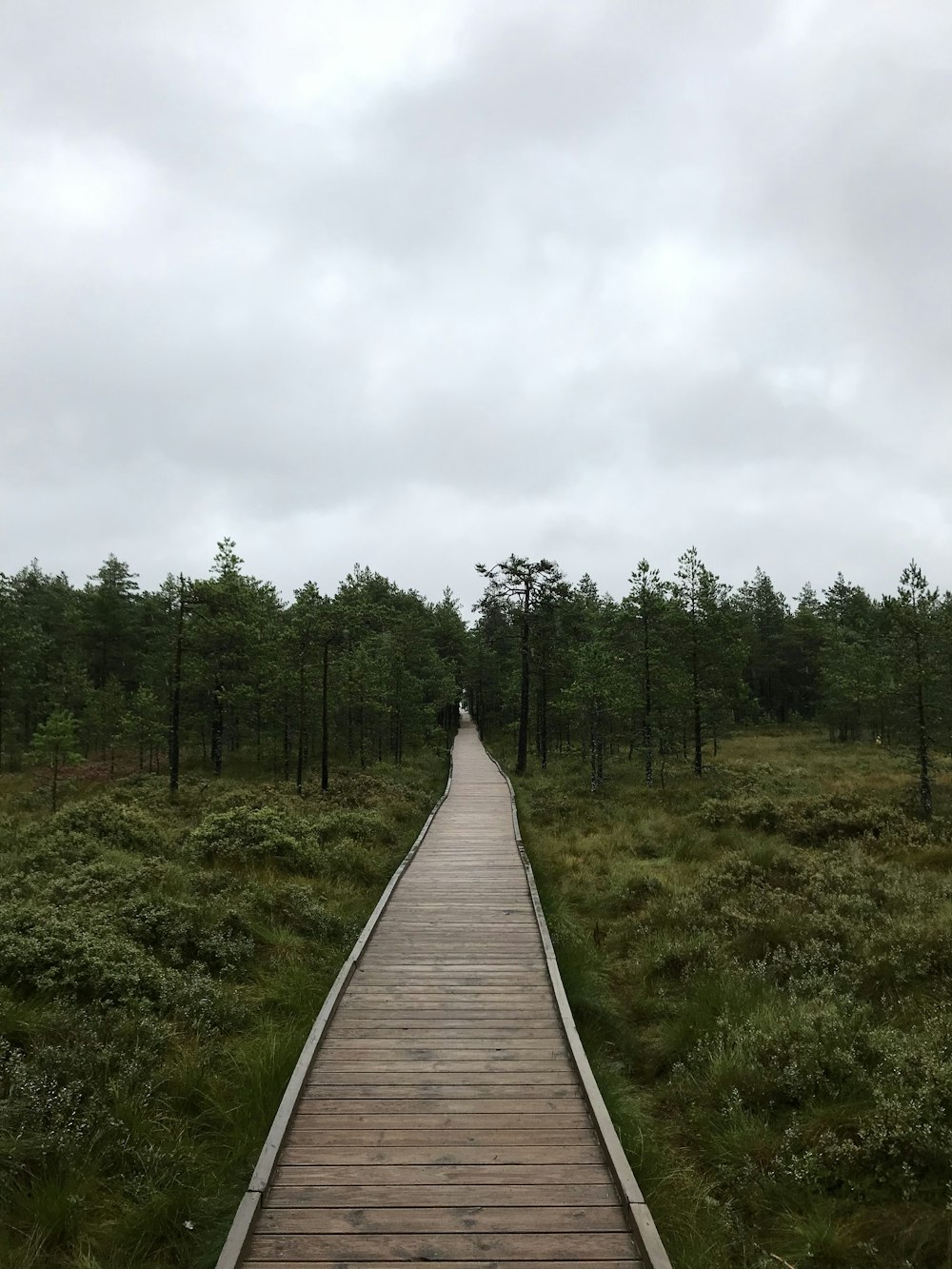 Una pasarela de madera en medio de un bosque