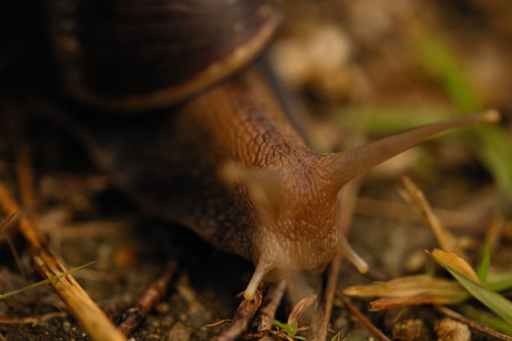 a close up of a snail on the ground