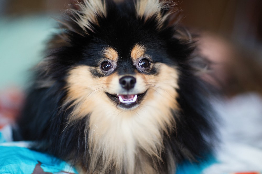 a small black and brown dog sitting on top of a bed