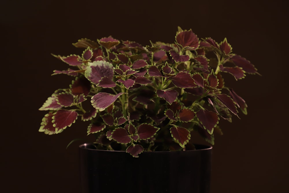 una pianta in vaso con foglie viola e verdi