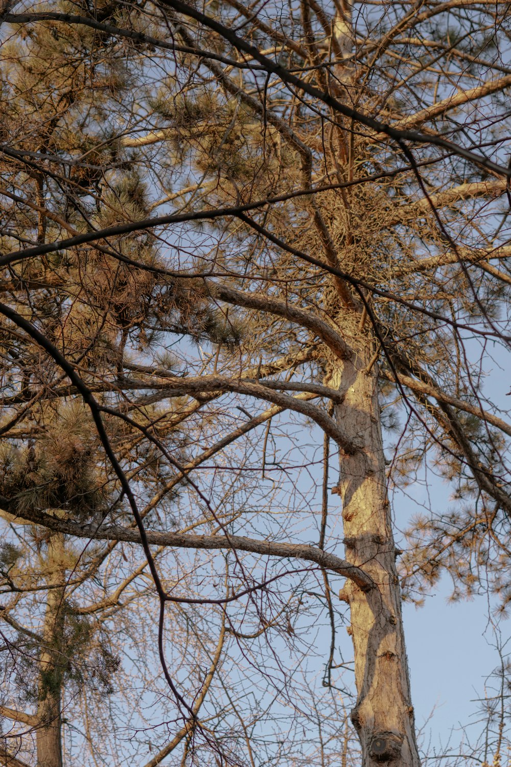 a bird perched on top of a tall tree