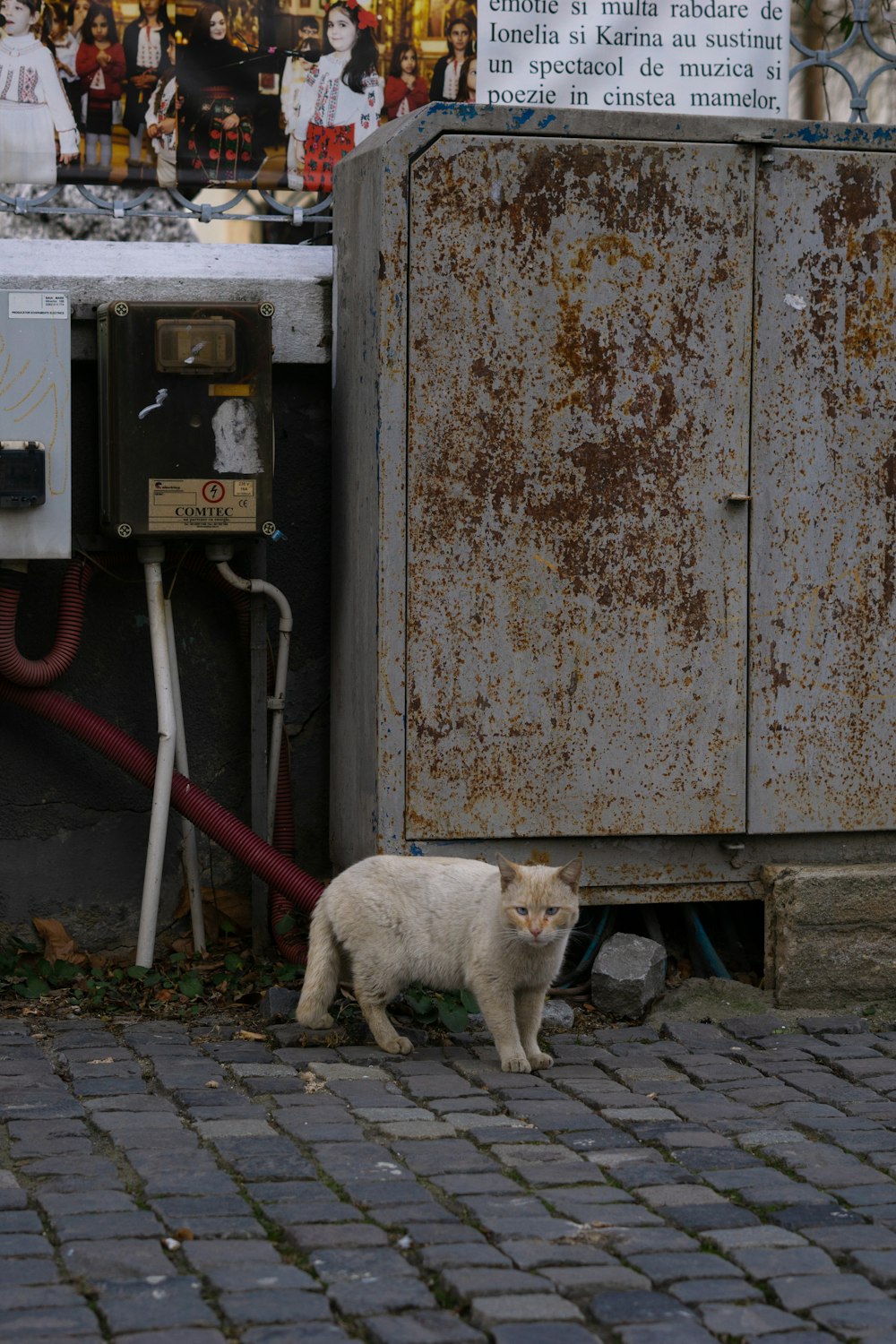 a white cat standing next to a rusted metal box