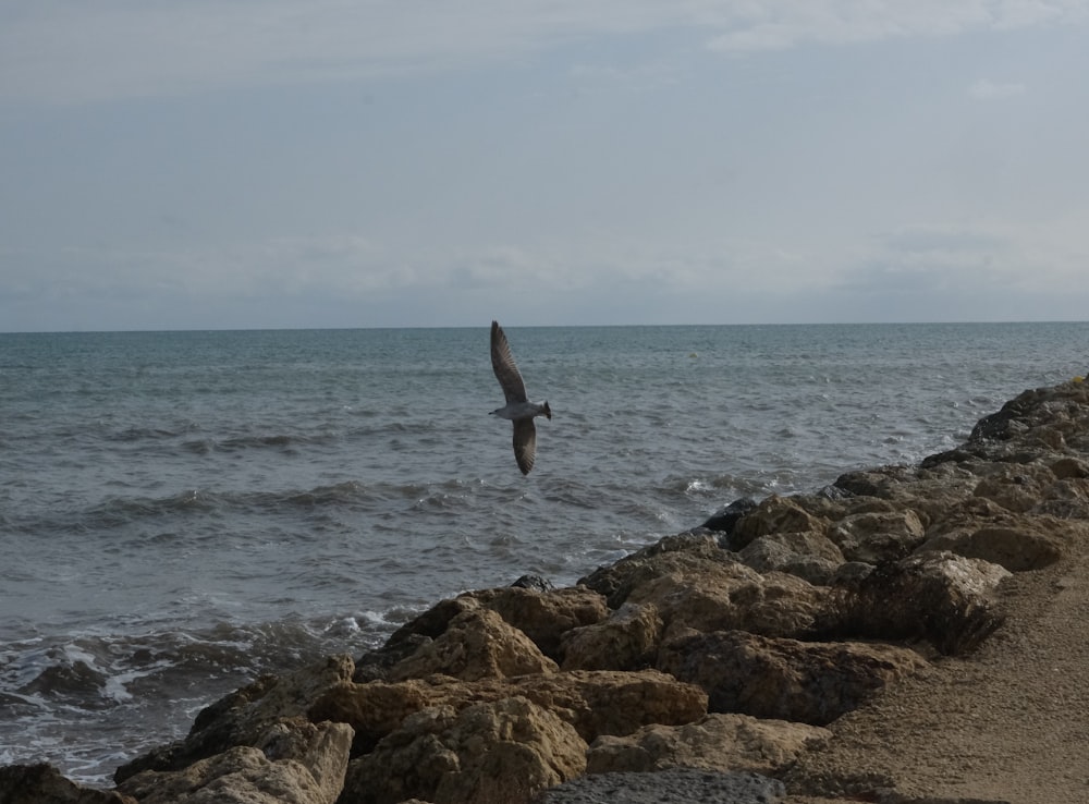 Un pájaro volando sobre el océano en un día nublado