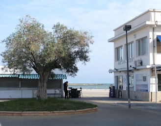 A coastal scene featuring a large tree with lush foliage situated next to a small building with a sign that reads 'Bar Los Carros'. The building has a white facade with multiple windows. A person stands near the tree, and the ocean is visible in the background with a clear sky overhead.