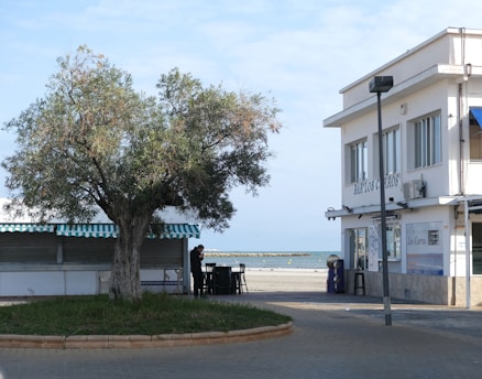 A coastal scene featuring a large tree with lush foliage situated next to a small building with a sign that reads 'Bar Los Carros'. The building has a white facade with multiple windows. A person stands near the tree, and the ocean is visible in the background with a clear sky overhead.