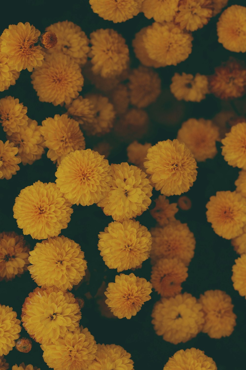 a bunch of yellow flowers that are on a table