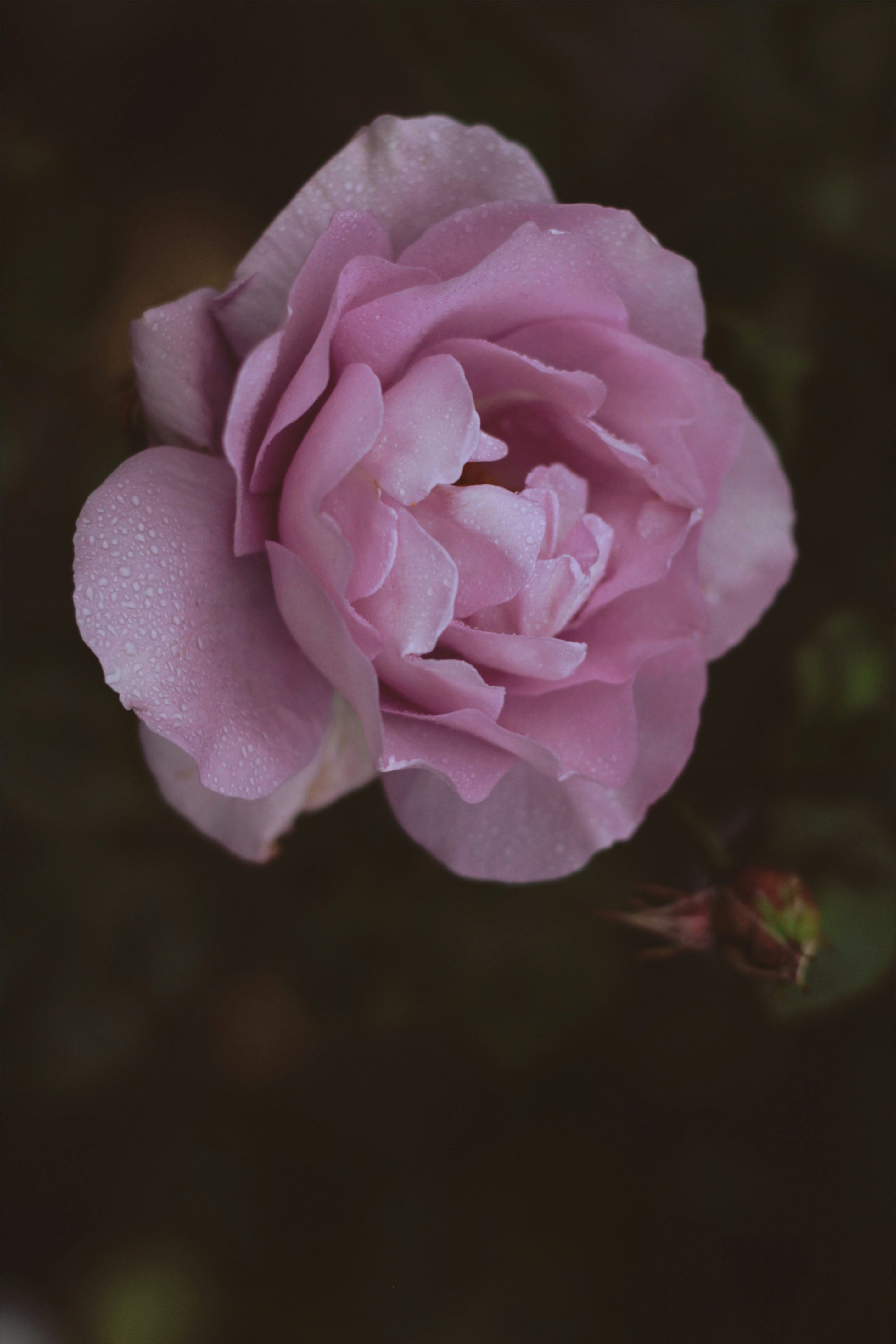 Photo by elena_cosarka