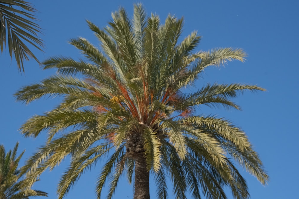 a palm tree with a blue sky in the background