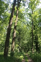 A winding jungle trail shaded by towering tropical trees, inviting exploration.
