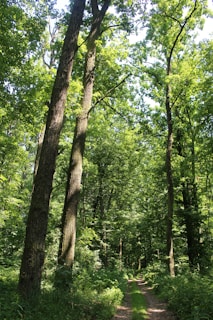 A winding jungle trail shaded by towering tropical trees, inviting exploration.