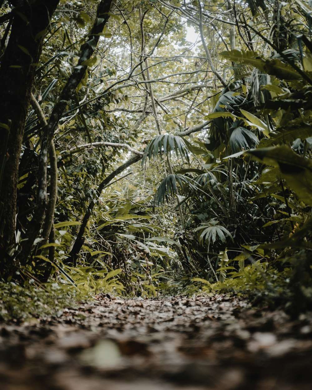 a dirt road surrounded by trees and plants